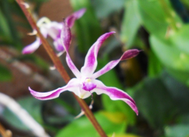 Dendrobium Blue Twinkle