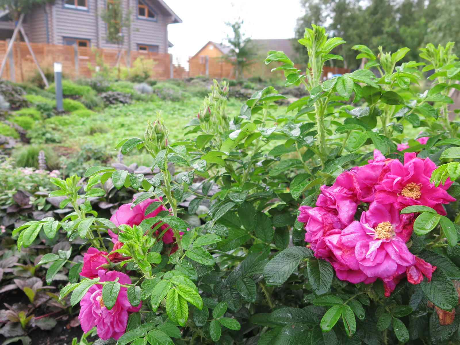 ЯГОДНОЕ ЛУКОШКО (РАСТВОРИВШИСЬ В РАДУГЕ). СЕЗОН 2016. УТРО