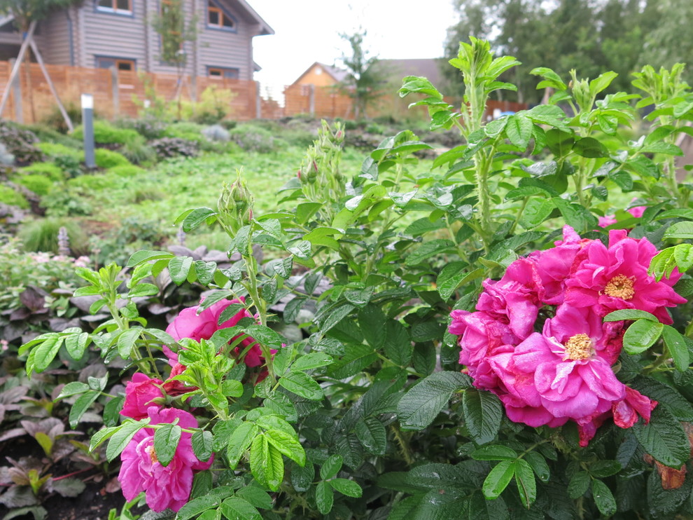 ЯГОДНОЕ ЛУКОШКО (РАСТВОРИВШИСЬ В РАДУГЕ). СЕЗОН 2016. УТРО