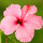mjs_aloha1