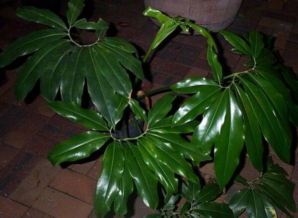 Philodendron 'Fun Bun'