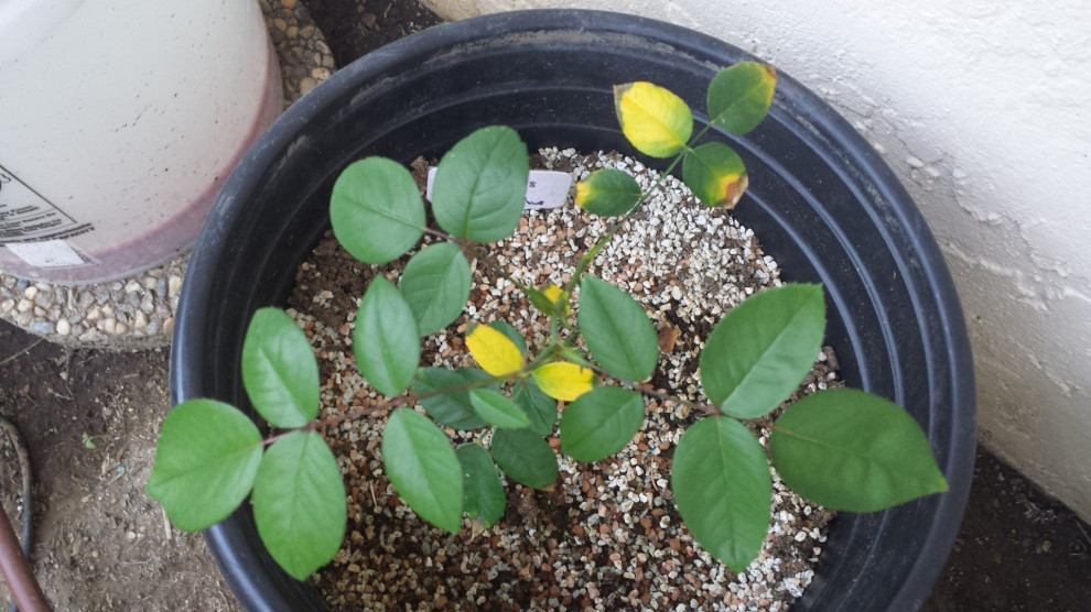 Why Are These Rose Leaves Turning Yellow?