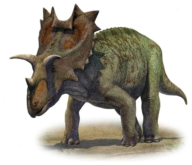 Ceratops Montanus A Prehistoric Era Dinosaur, Print - Contemporary - Prints And Posters - By Posterazzi Ceratops Montanus A Prehistoric Era Dinosaur, Print - Contemporary - Prints And Posters - By Posterazzi