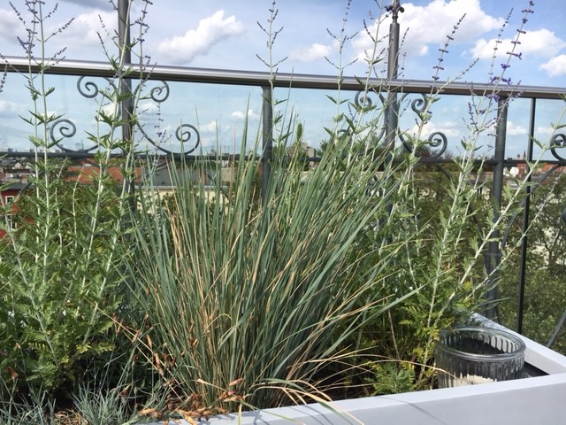 Dachterrasse in Kreuzberg garden
