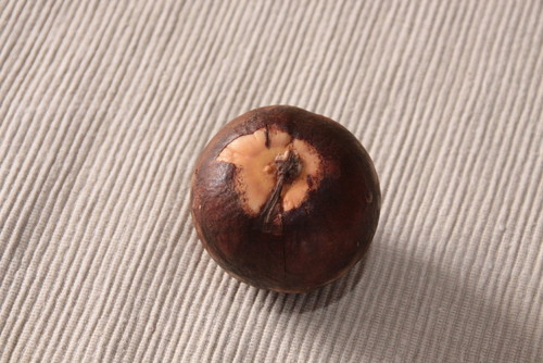 Voici Comment Faire Pousser Un Avocatier A Partir D Un Noyau