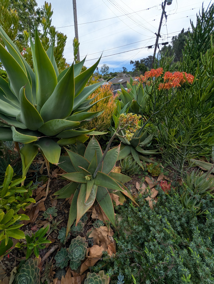 An Artist's Garden