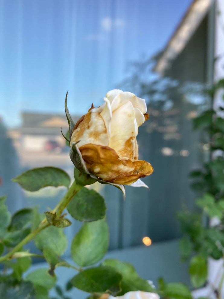 Browning Rose Buds: What is causing this???