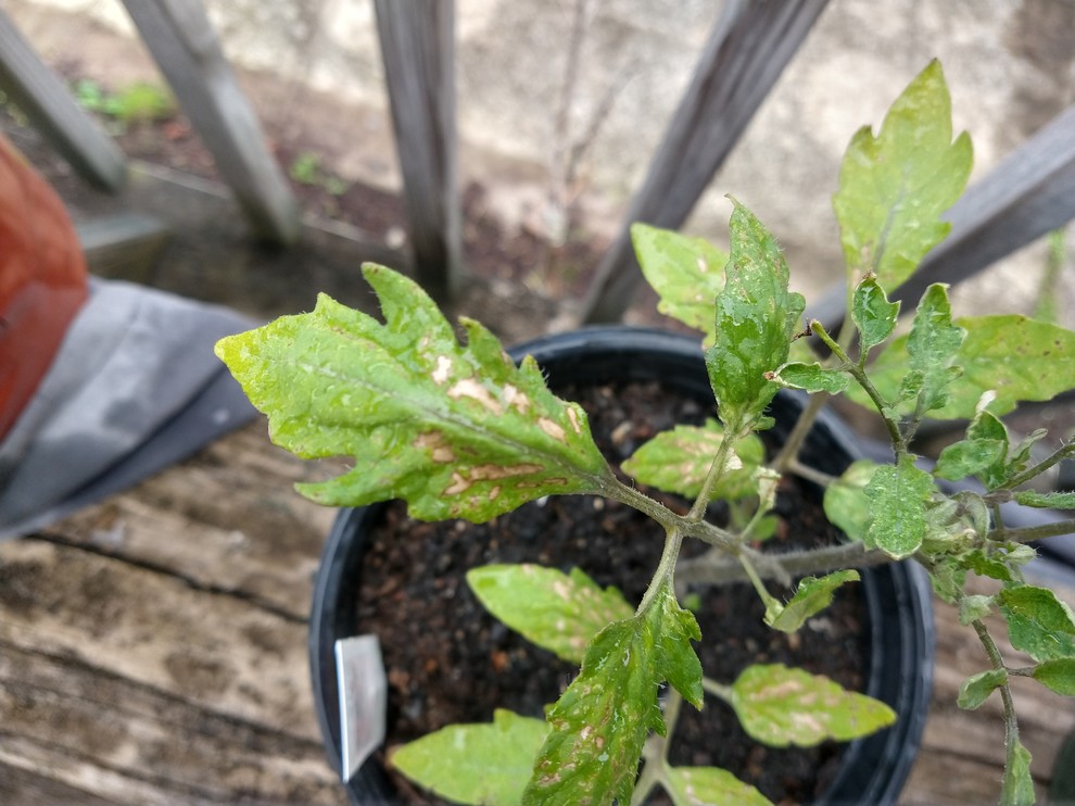 Did I burn my tomato plant?
