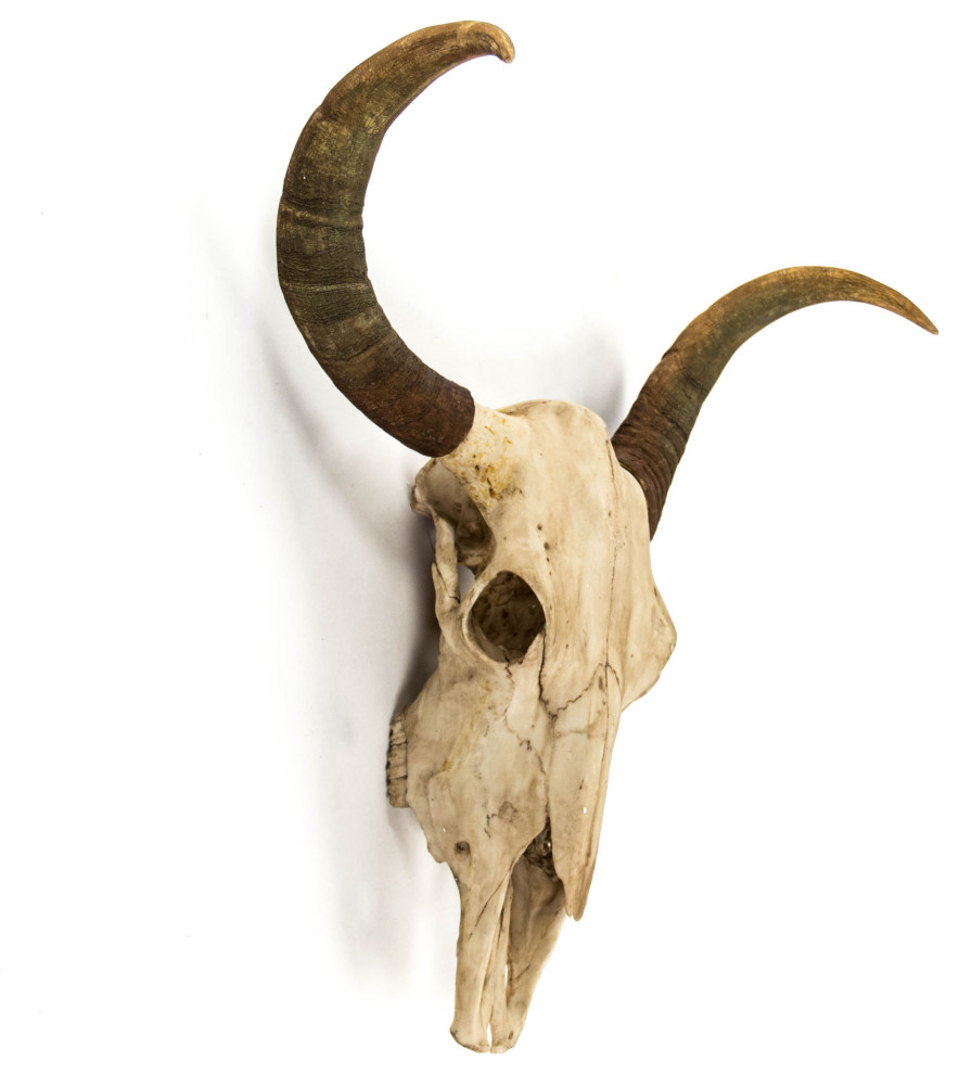 Bull Skull Wall Decor Southwestern Wall Sculptures by HedgeApple