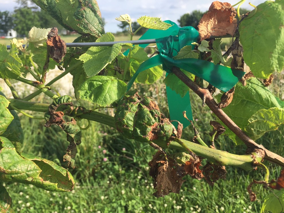 What is causing this leaf condition on my grape vines?