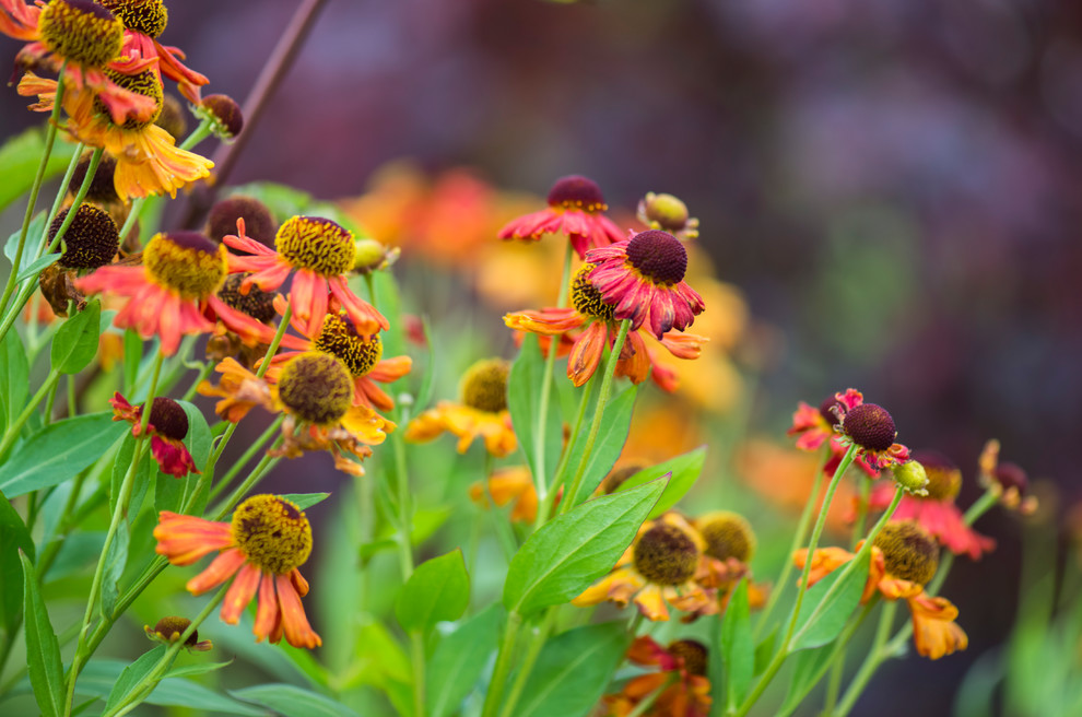 Большой сад в пригороде