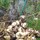 Last commented by loveseeds66
