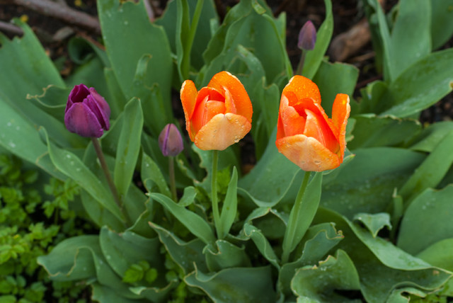 Spring Bulbs garten