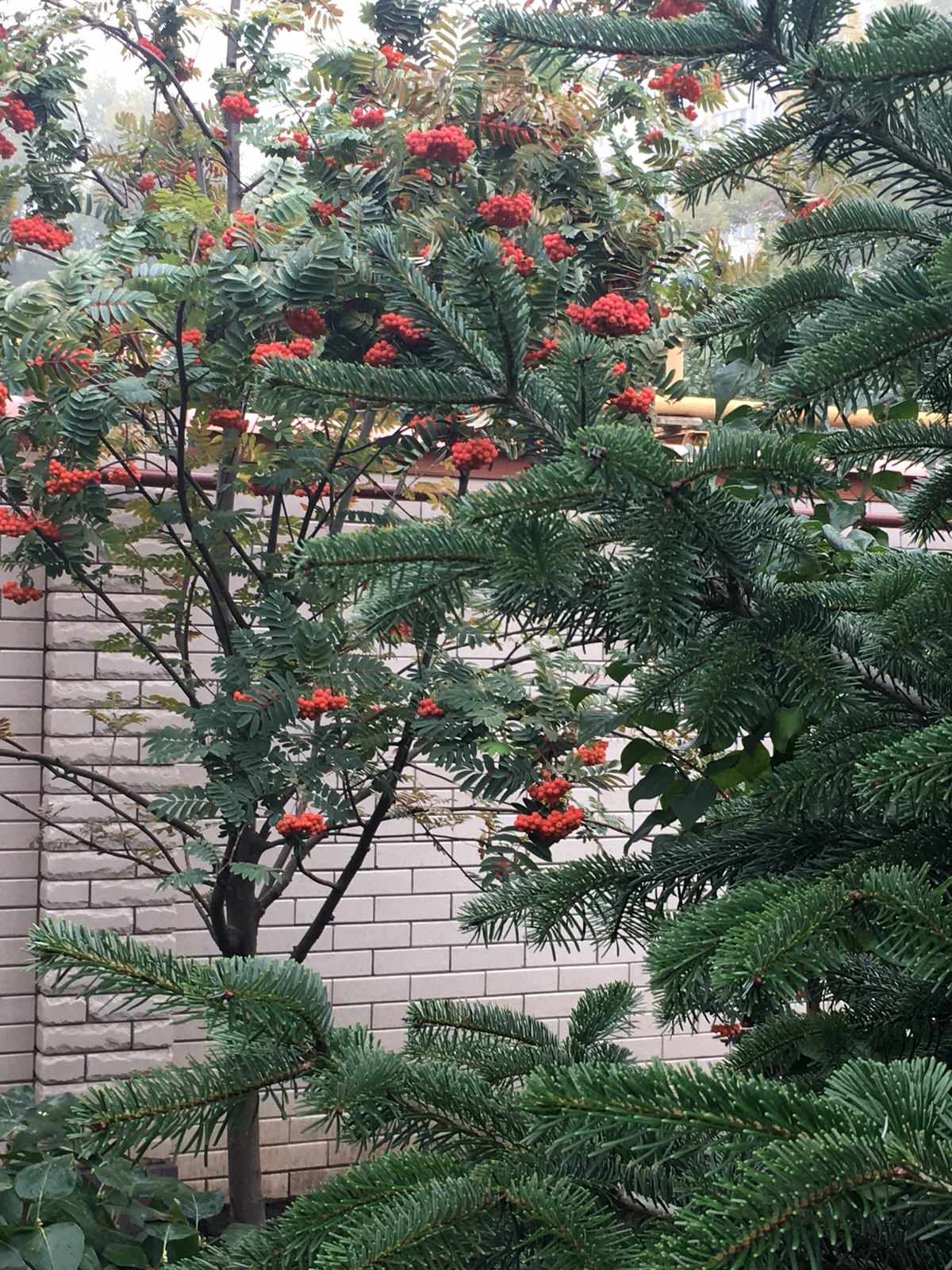 Сад в большом городе...