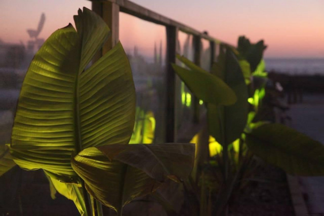 Origen Palmar coastal-garden