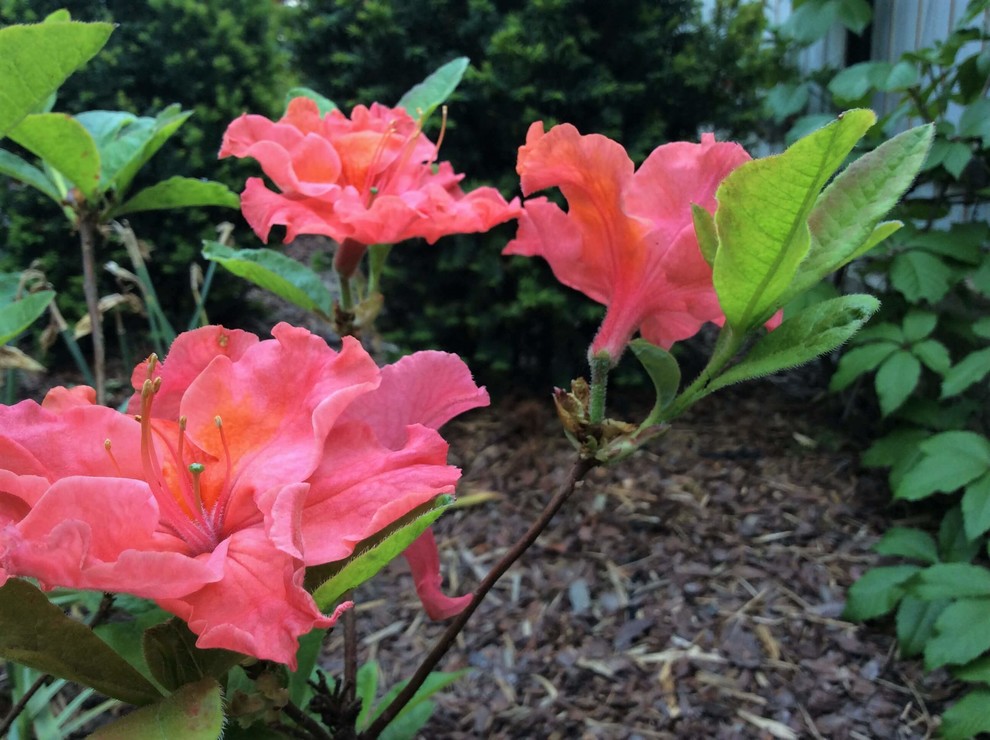 СНЫ О ЧЕМ_ТО БОЛЬШЕМ...