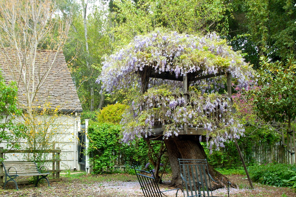 Wisteria Planting Ideas