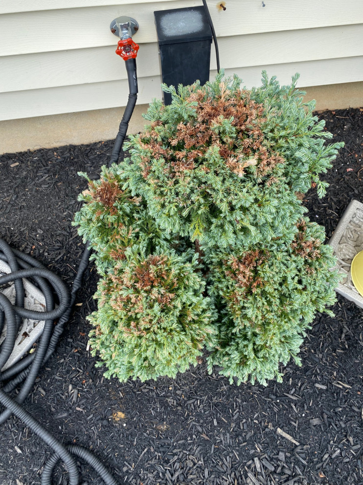 Boulevard Cypress Pom Pom Turning Brown