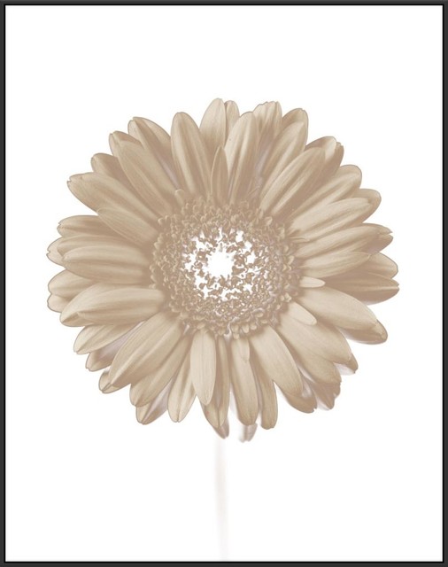 Gerbera Daisy Framed Canvas Art 31 75 X41 Wall - Gerbera Daisy Wall Art Gerbera Daisy Framed Canvas Art 31 75 X41 Wall - Gerbera Daisy Wall Art