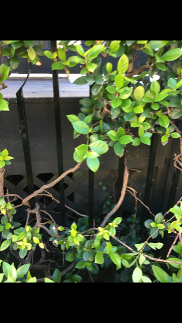 Wrought Iron Fence Renewed & Repainted.