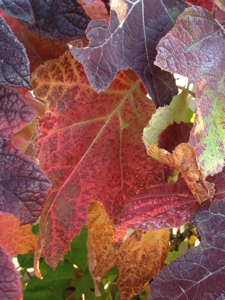 Getting your "Fall Color"