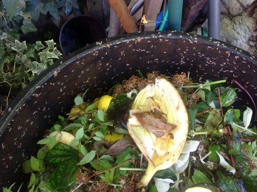 grubs or maggots in my compost bin!!