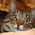 caryn_witherell