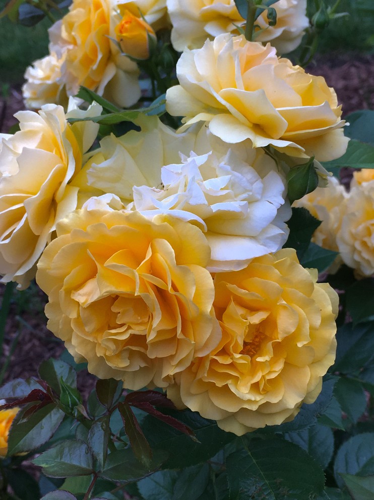 #JuliaChild this rose is simply elegant
