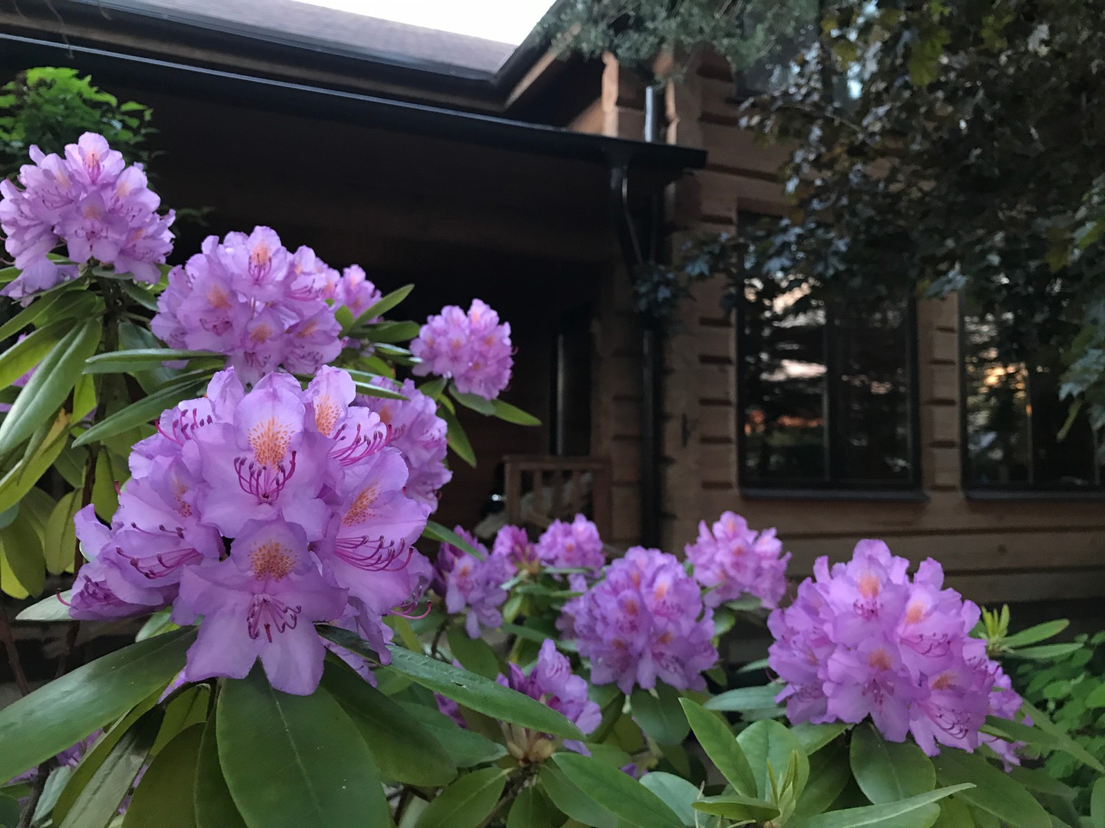 Буйство красочных форм в осеннем саду