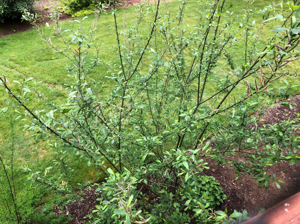 Lanky shrub growing under deck