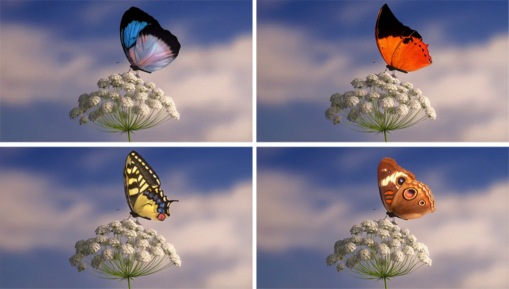 mariposas