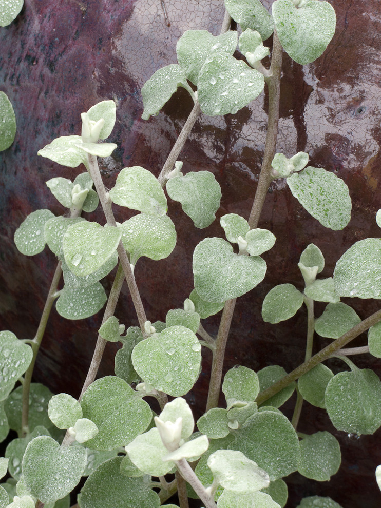 The Right Touch: 13 Soft, Fuzzy Plants for Gardens and Pots