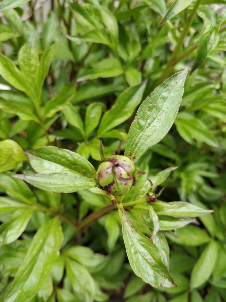 Black spots on Peony buds and leaves