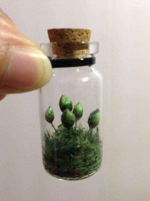 is my mini terrarium dying?