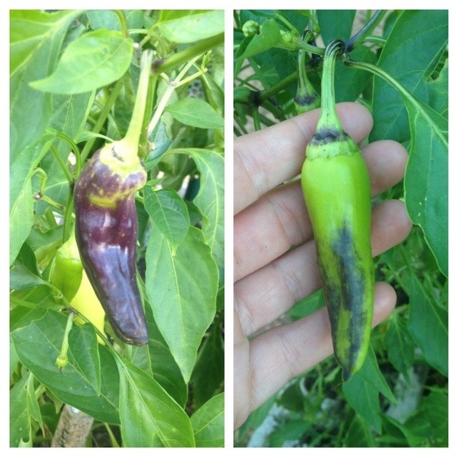 Banana peppers turning purple