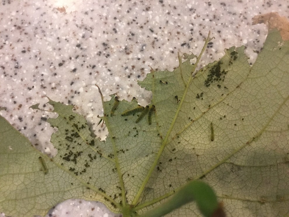 Worms eating grape leaves