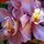 Last commented by Anna Pry