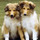 Stirling Collies