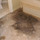 Carpet Mould Damage Removal Adelaide