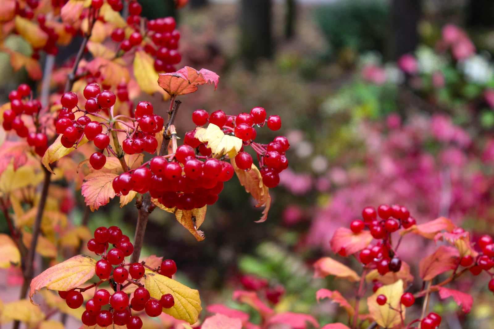 Генеральские дачи