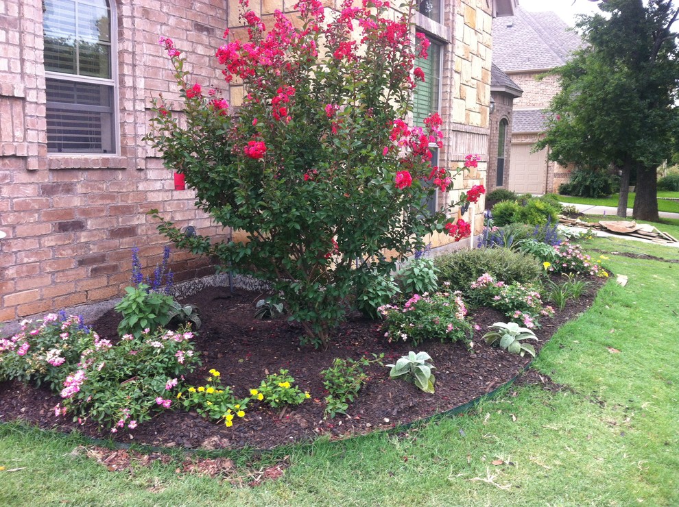Large front yard partial sun xeriscape in Dallas with mulch for fall.