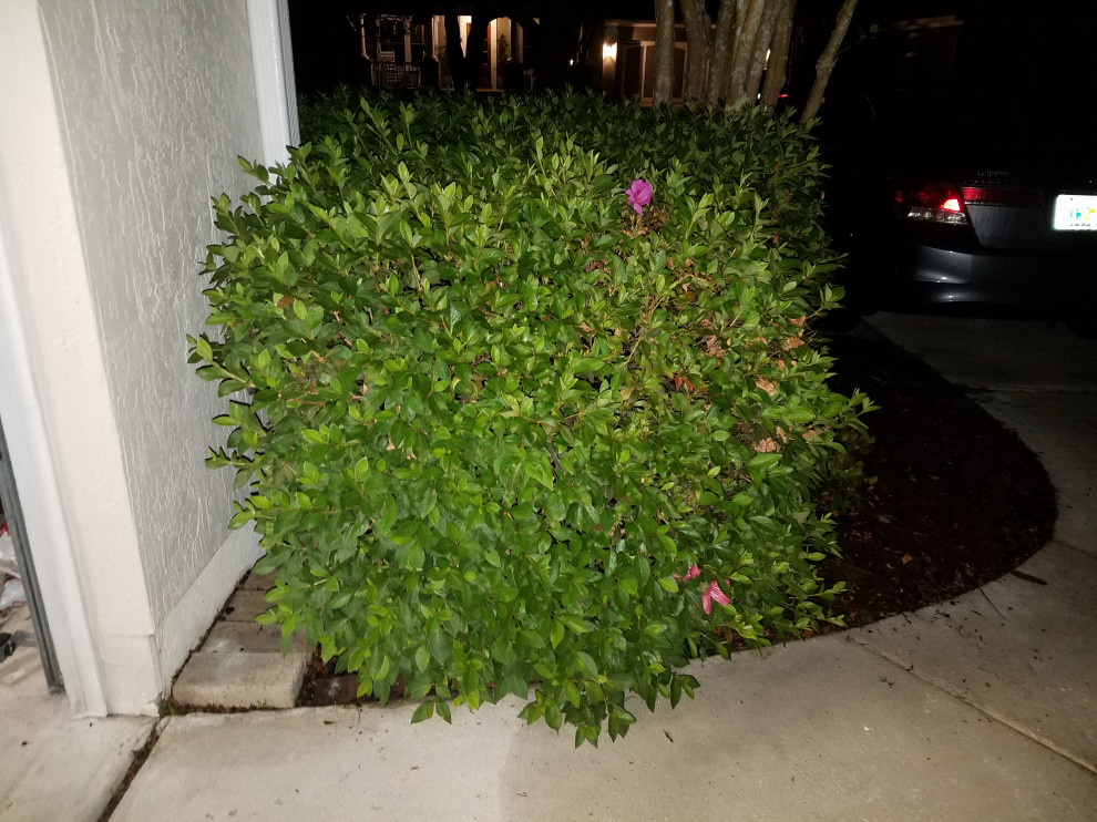 Help with large azaleas zone 9a