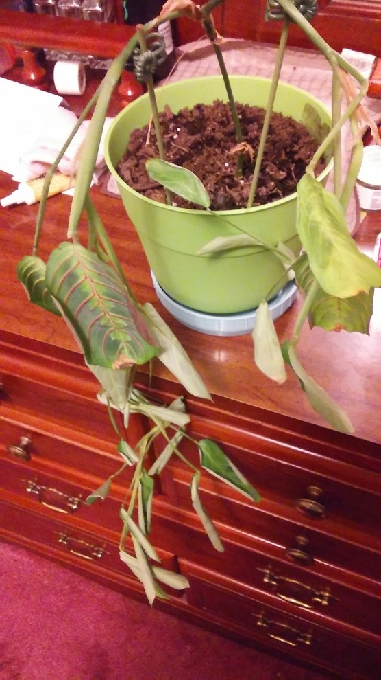 Prayer Plant wilting after transplant!