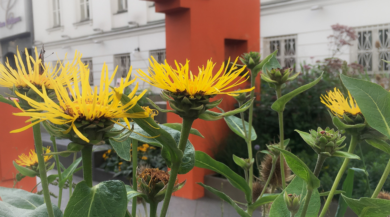 Выше крыши. Цветочный джем