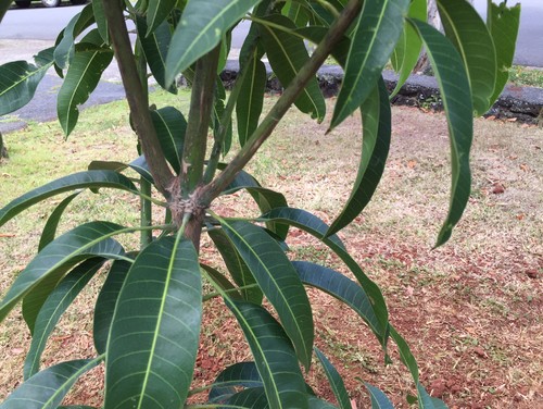 pruning fruit trees mango fruit salad pruning fruit trees mango fruit salad