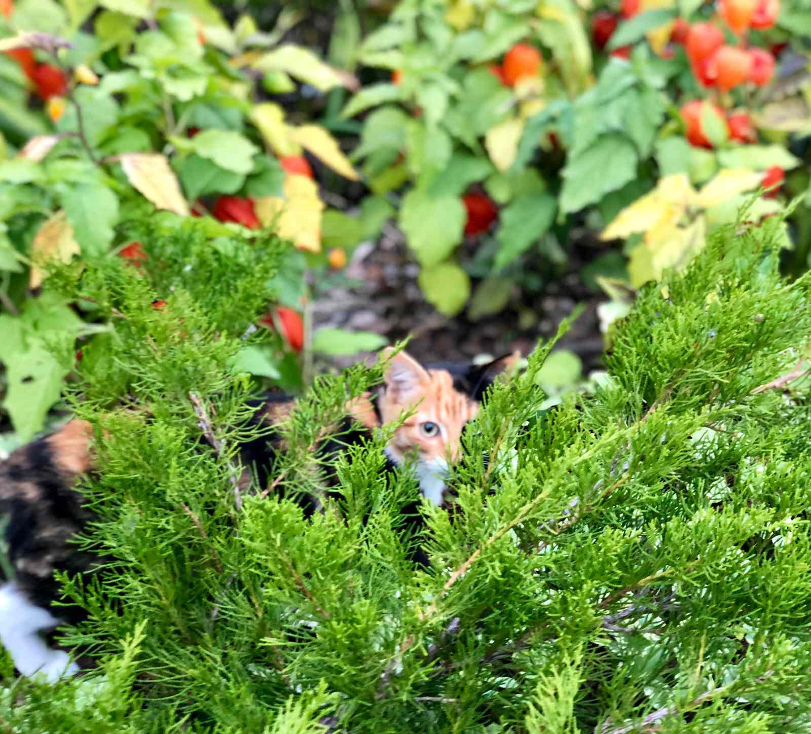 Сад "Каликат"