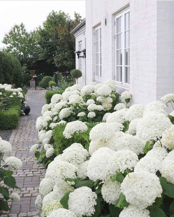 ГОРТЕНЗИИ В САДУ