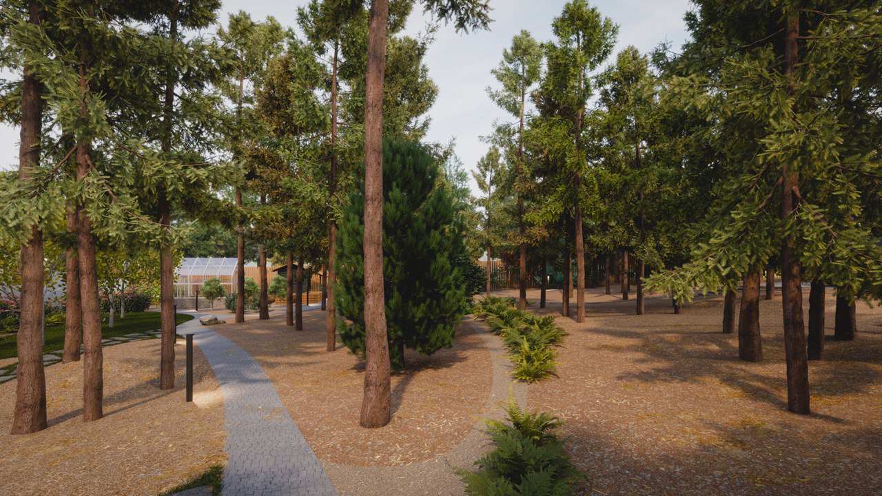 Завораживающий лес