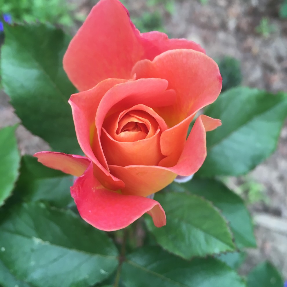 Rosie the Riveter rose blooming.