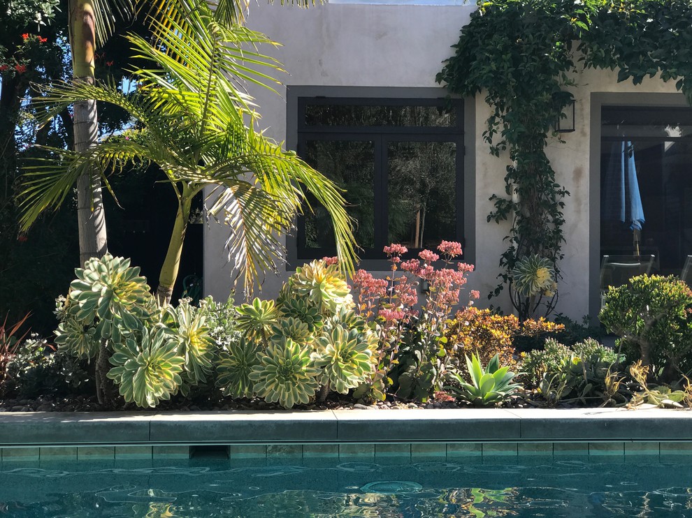 Large modern backyard rectangular natural pool in San Diego with concrete pavers.